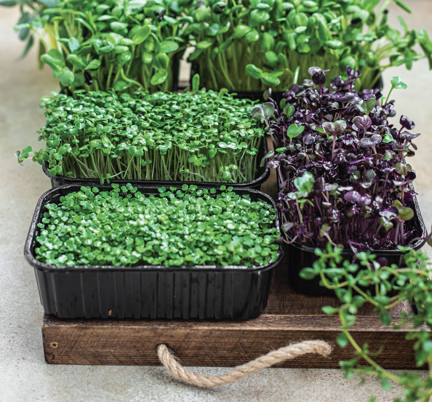 seeds-of-spring.jpg